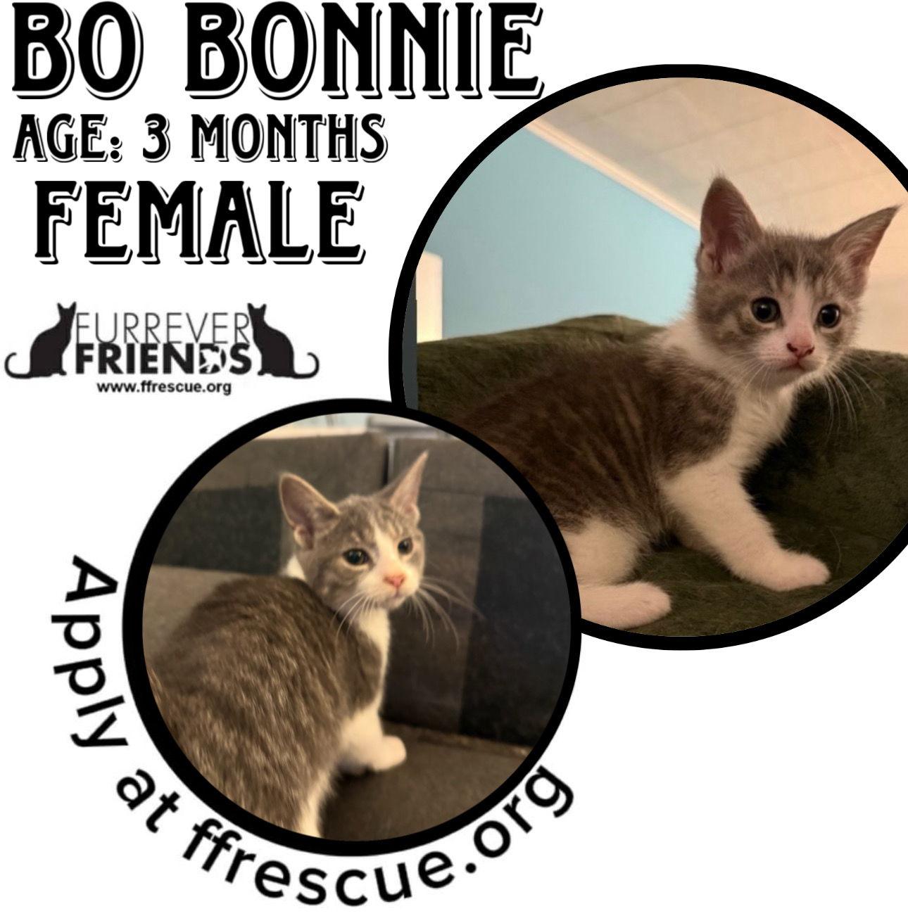 Enlarge Bo Bonnie, a Adoptable Domestic Short Hair in Woodbury, NJ image 1/1