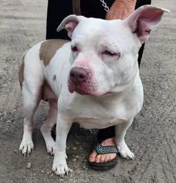 ATHENA, a ADOPTABLE Pit Bull Terrier in Reed City, MI image 3/3