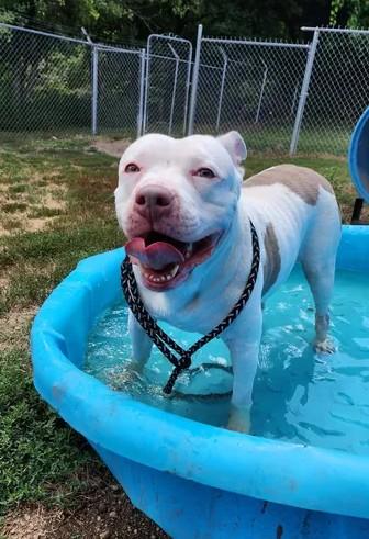 ATHENA, ADOPTABLE, Adult Female Pit Bull Terrier.