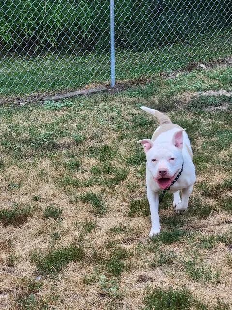 ATHENA, a ADOPTABLE Pit Bull Terrier in Reed City, MI image 2/3