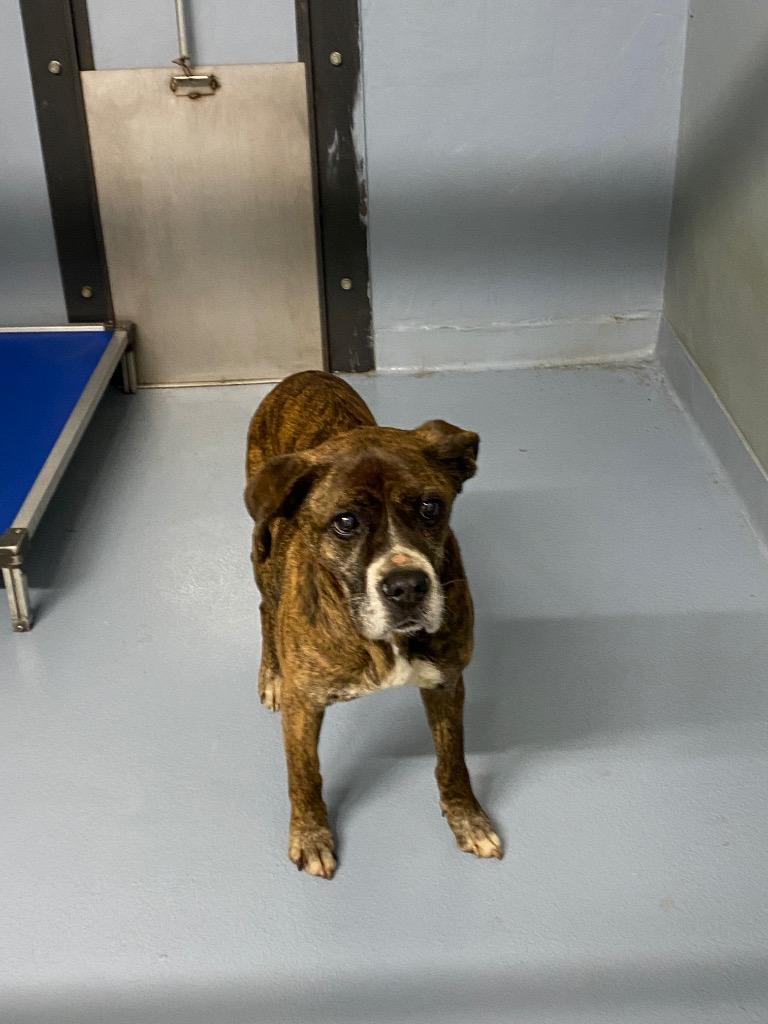 Honey, Adoptable, Adult Female Mixed Breed.