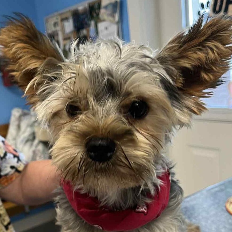 Archie, Adopted, Young Male Yorkshire Terrier.