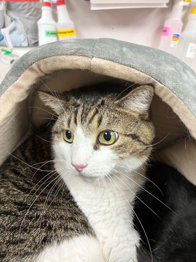 Lou, Adoptable, Adult Male Domestic Short Hair.