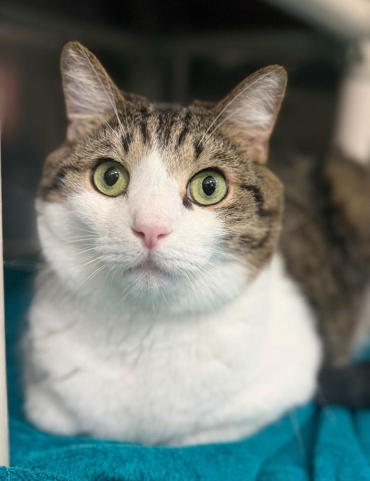 Enlarge Lou, a Adoptable Domestic Short Hair in Marietta, GA image 2/6