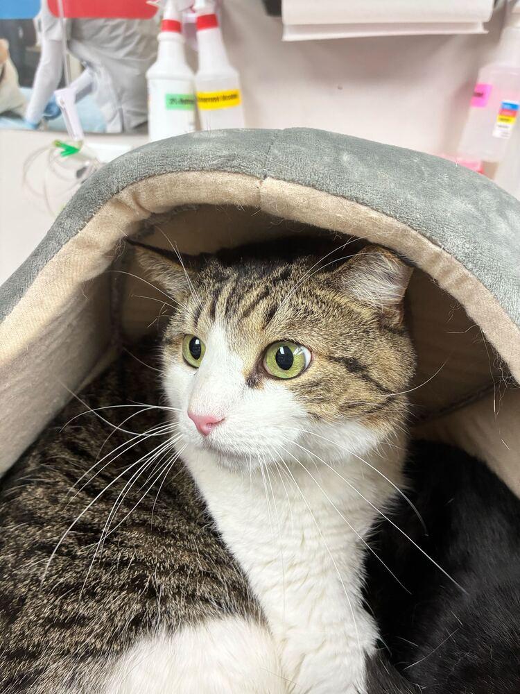 Enlarge Lou, a Adoptable Domestic Short Hair in Marietta, GA image 3/6