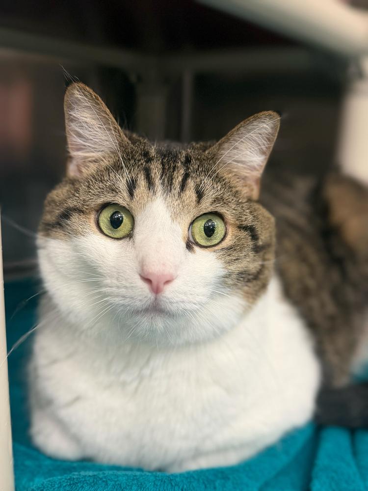 Enlarge Lou, a Adoptable Domestic Short Hair in Marietta, GA image 4/6