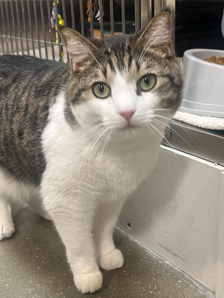 Enlarge Lou, a Adoptable Domestic Short Hair in Marietta, GA image 5/6