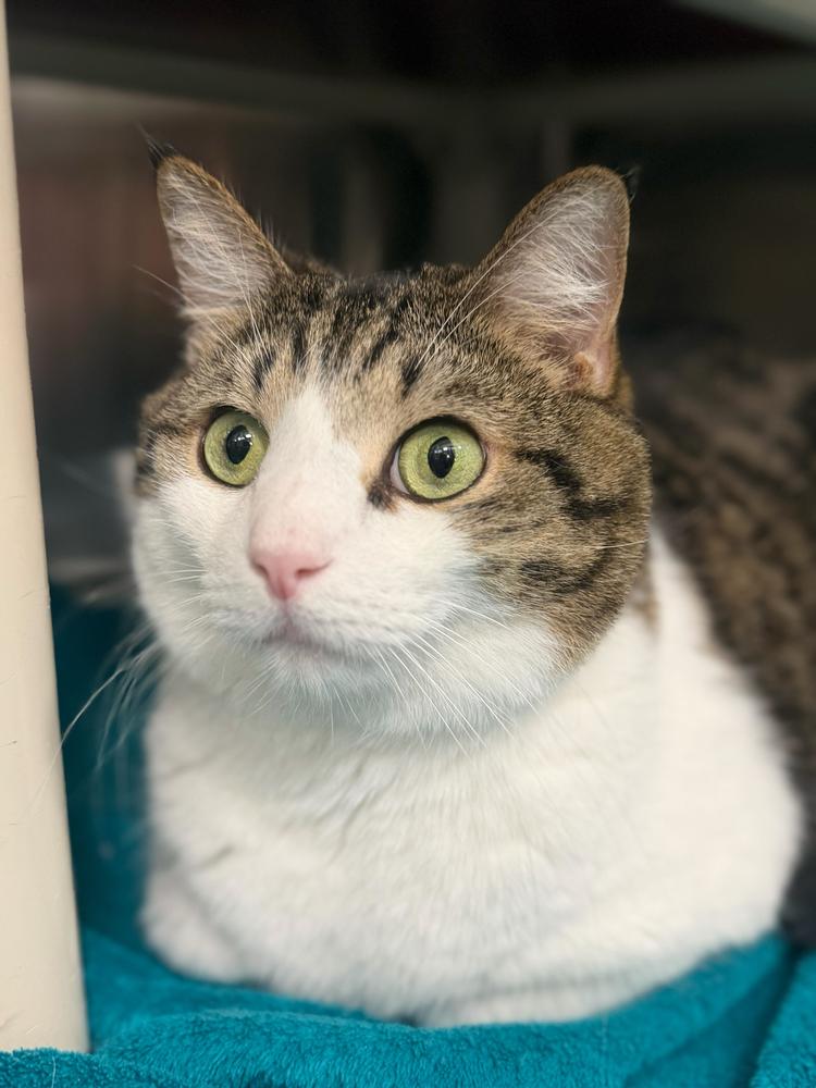 Enlarge Lou, a Adoptable Domestic Short Hair in Marietta, GA image 6/6