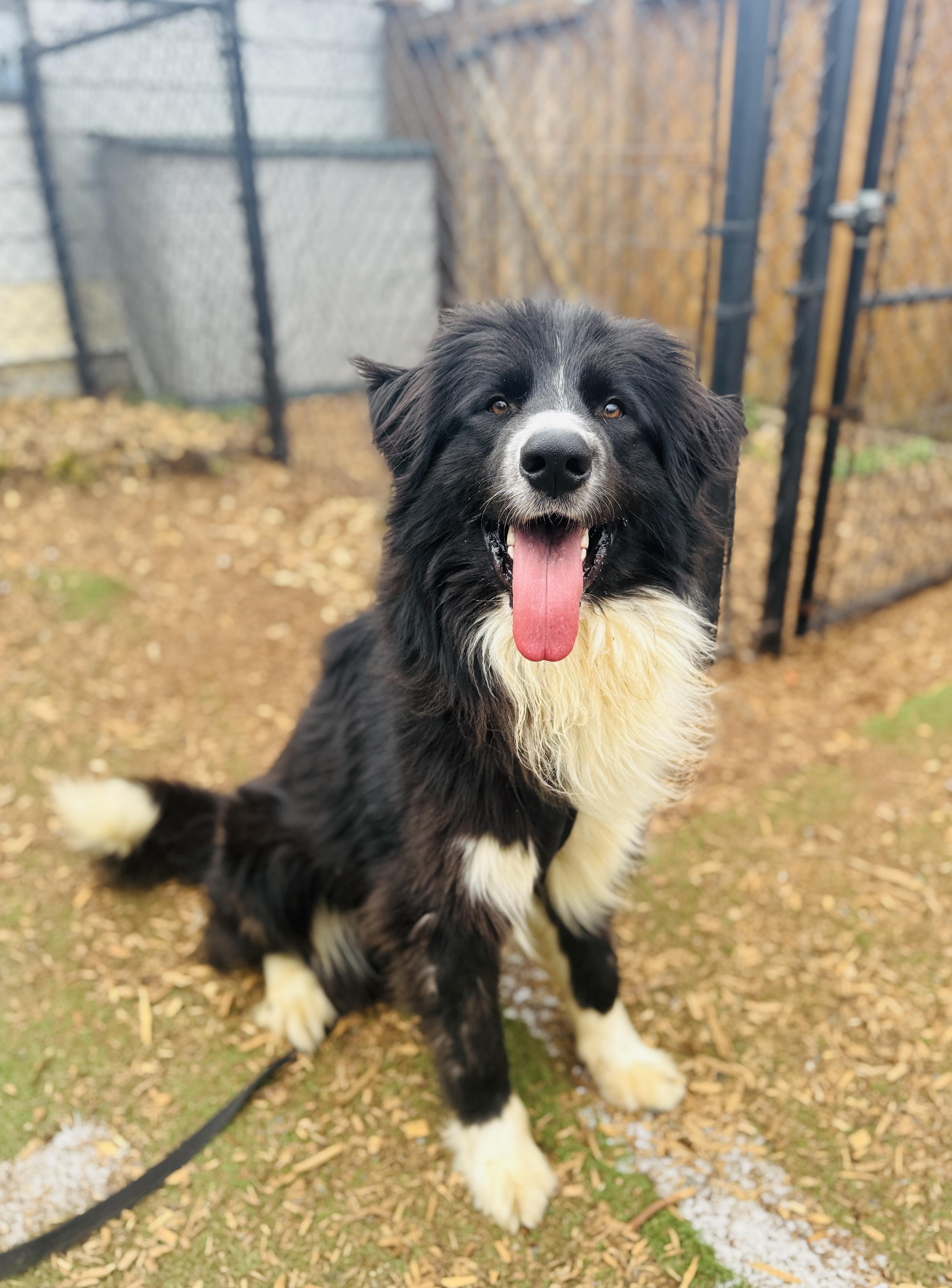 Enlarge Ninja, a Adoptable mixed breed in lynnwood , WA image 3/6