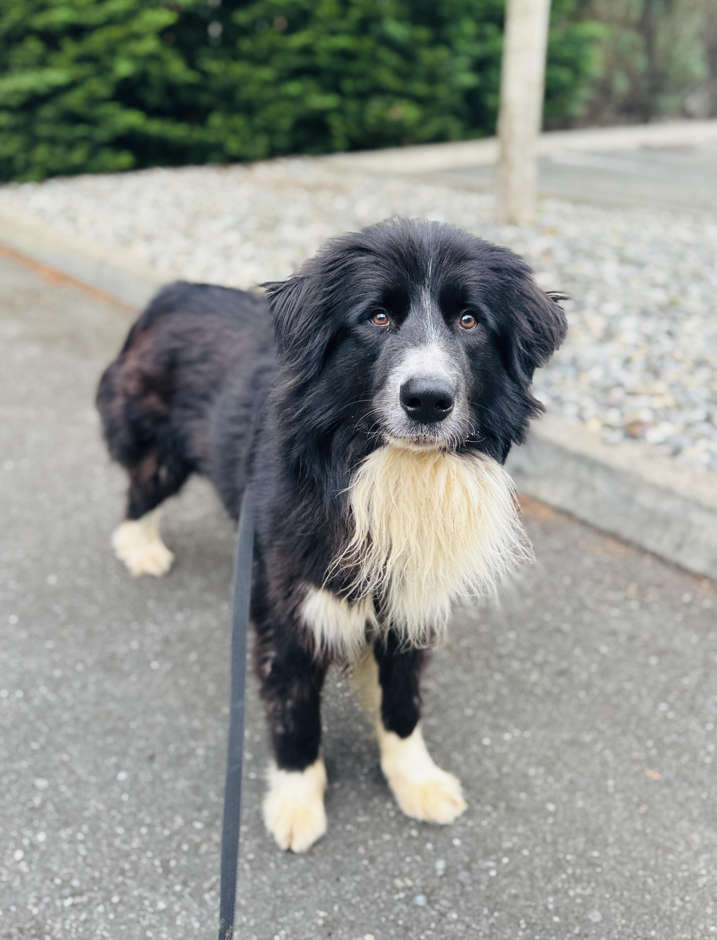 Enlarge Ninja, a Adoptable mixed breed in lynnwood , WA image 1/6