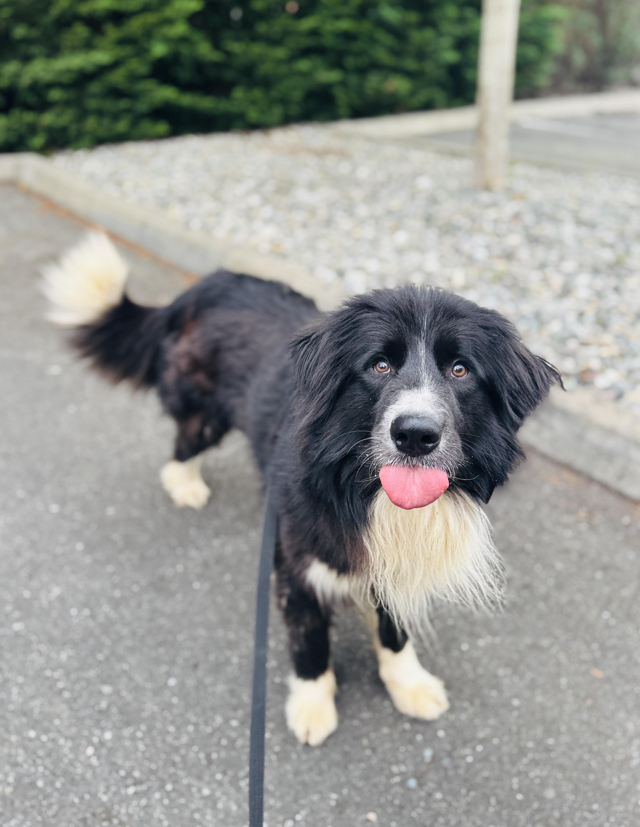 Enlarge Ninja, a Adoptable mixed breed in lynnwood , WA image 2/6