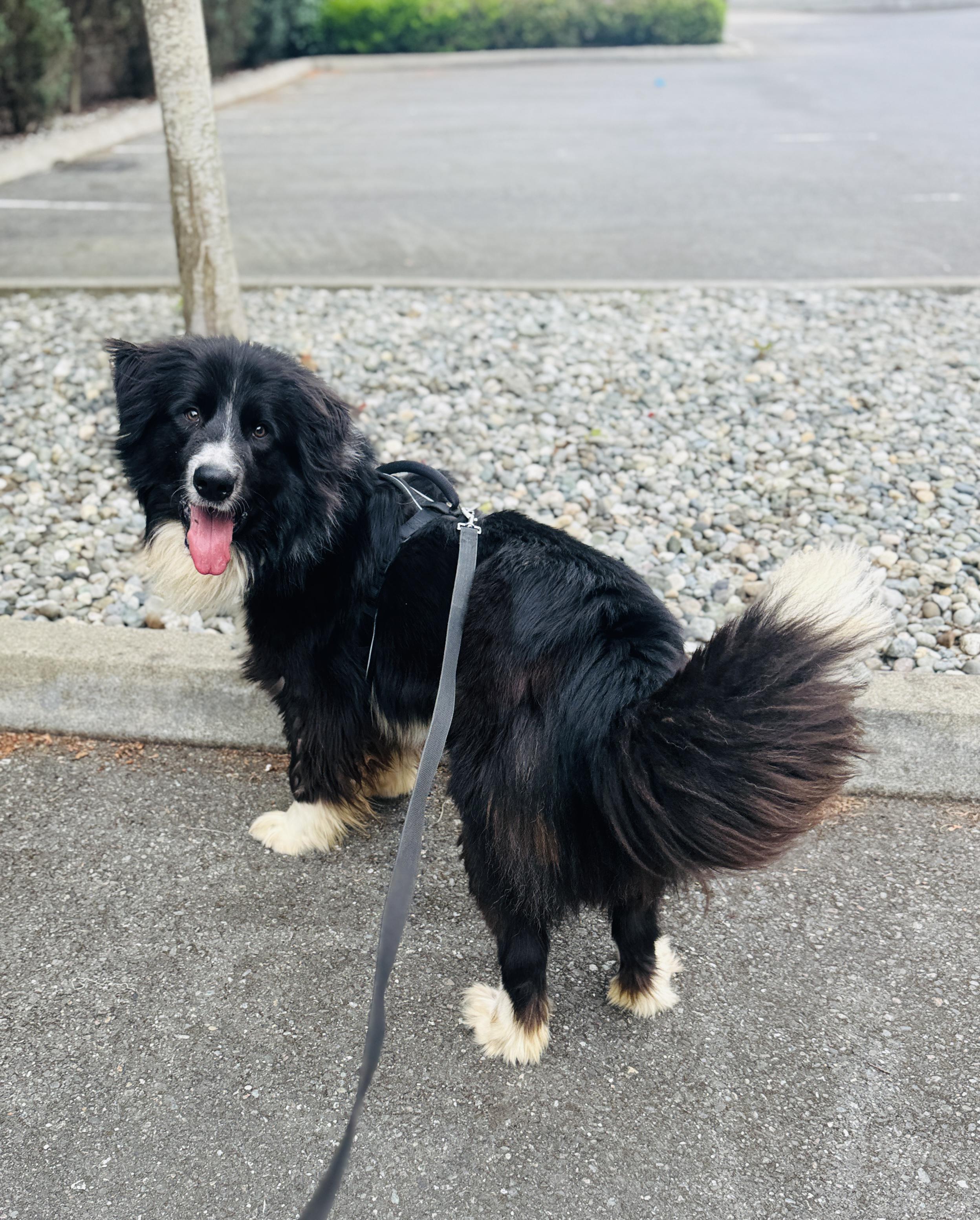 Enlarge Ninja, a Adoptable mixed breed in lynnwood , WA image 6/6