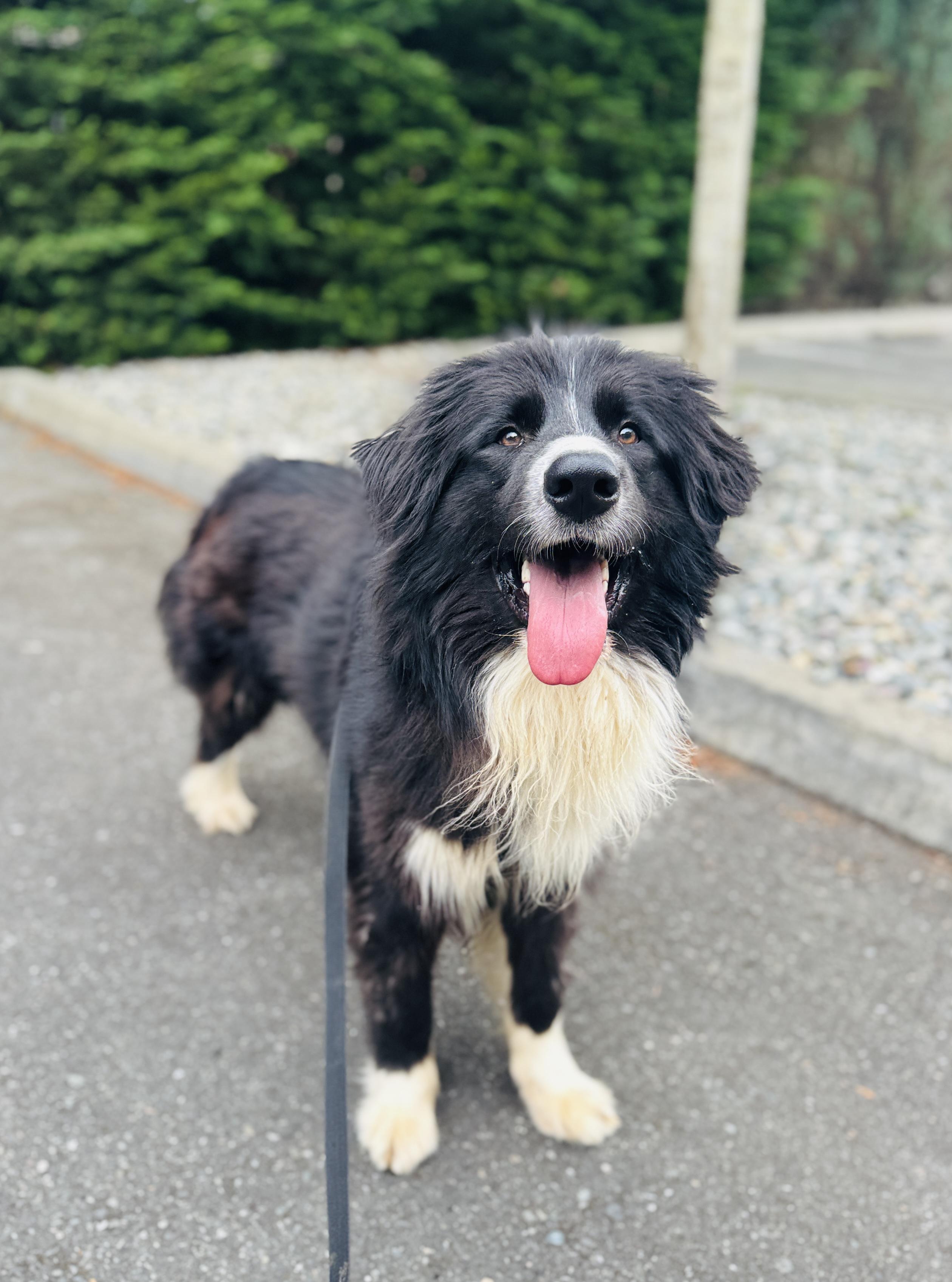 Enlarge Ninja, a Adoptable mixed breed in lynnwood , WA image 5/6