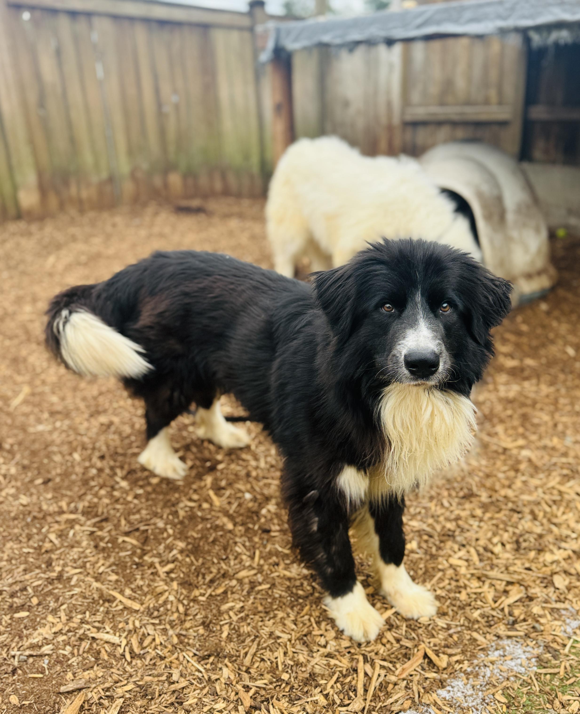 Enlarge Ninja, a Adoptable mixed breed in lynnwood , WA image 4/6