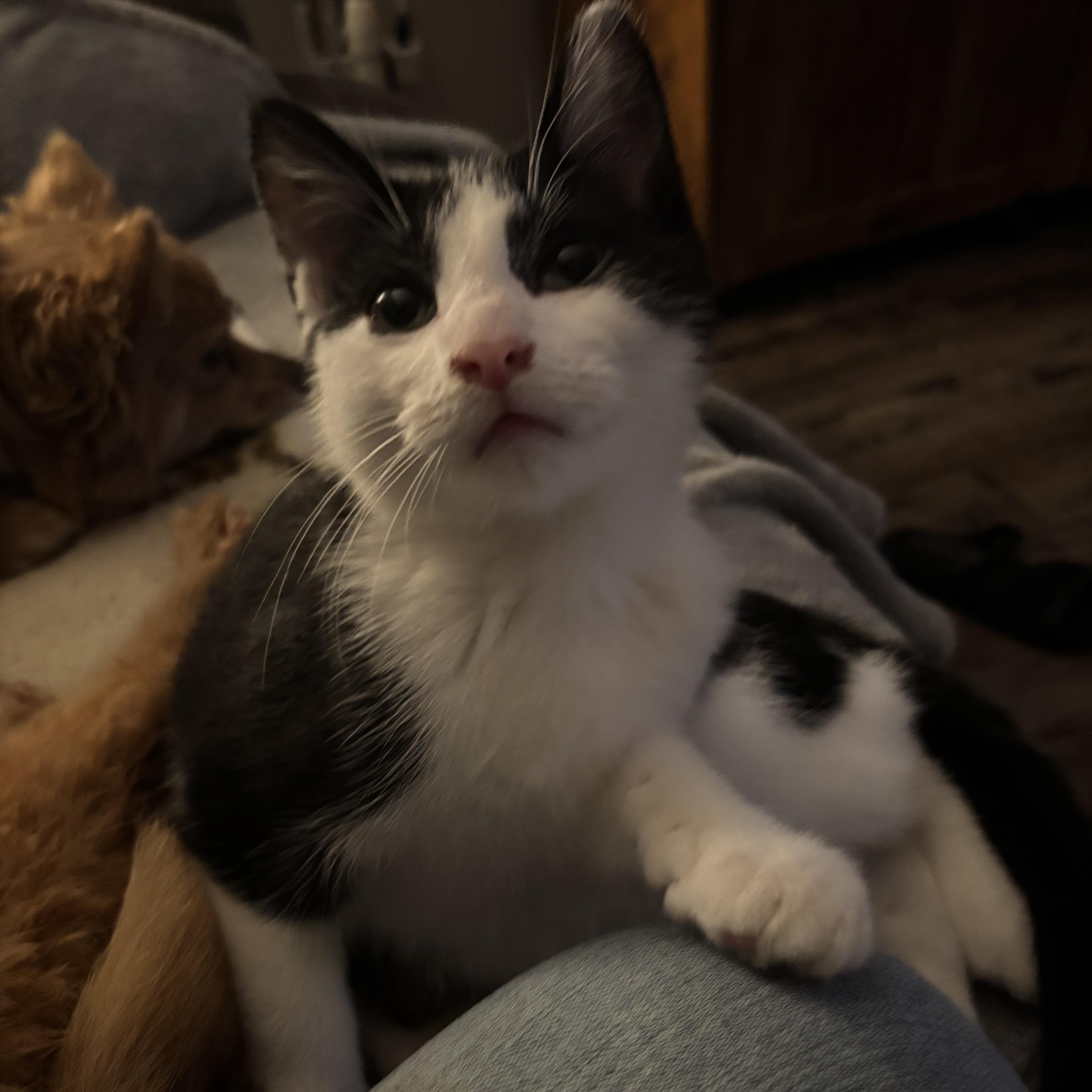 Bentley, a Adoptable mixed breed in Kirklin, IN image 4/4