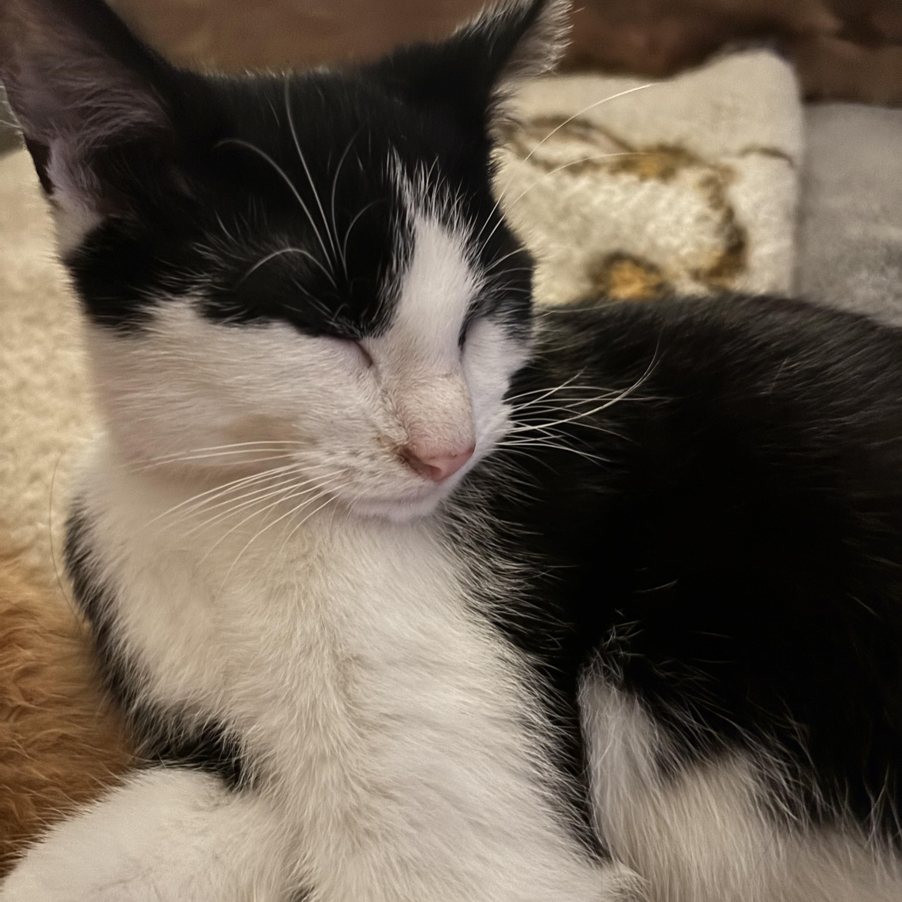 Bentley, a Adoptable mixed breed in Kirklin, IN image 2/4