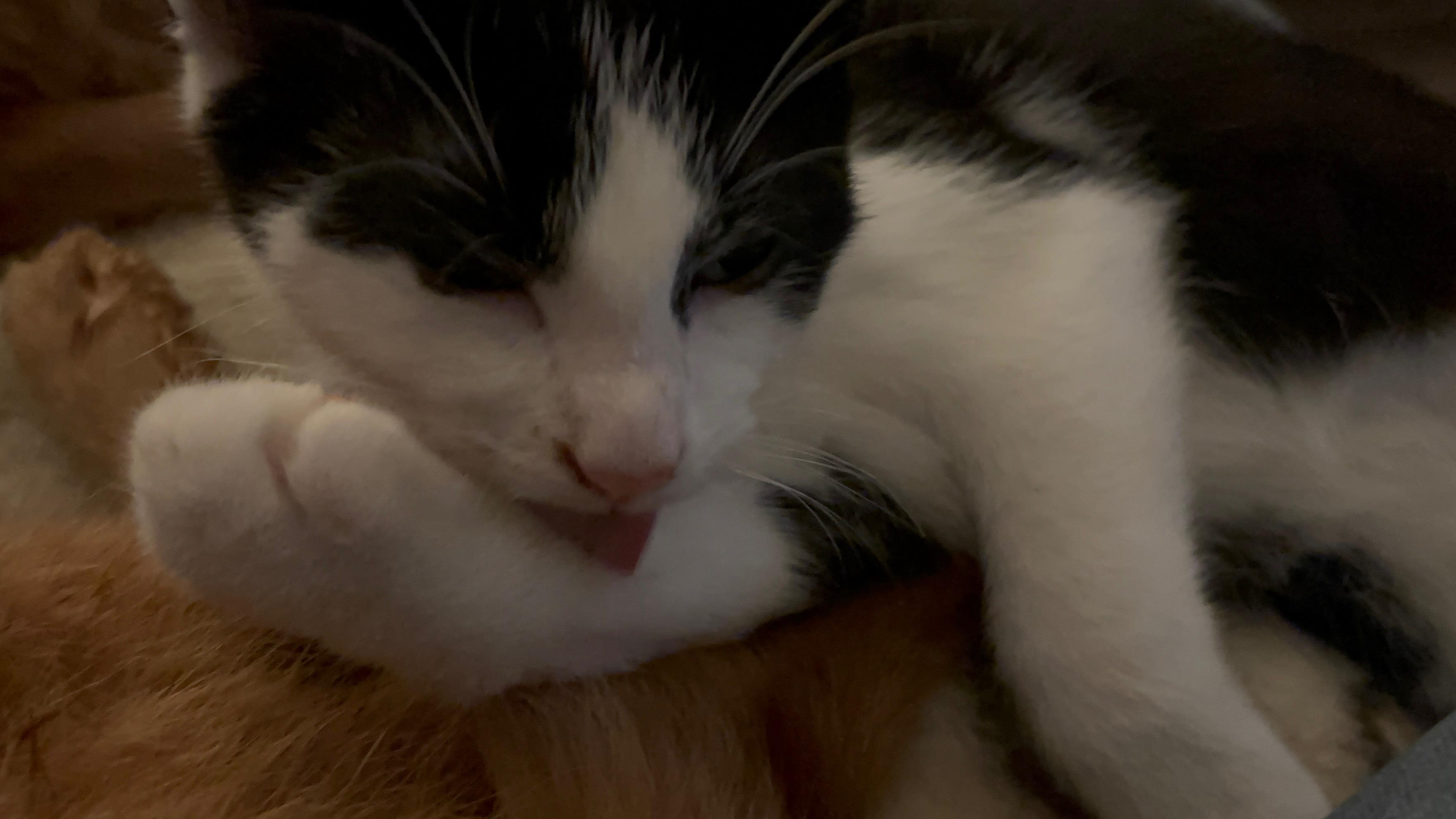 Bentley, a Adoptable mixed breed in Kirklin, IN image 3/4