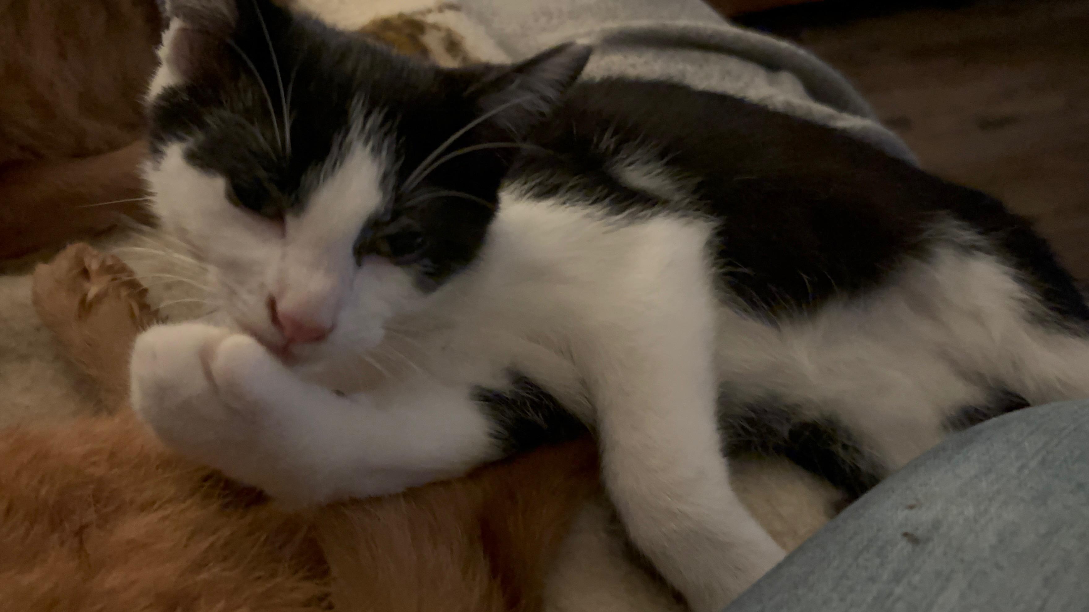 Bentley, Adoptable, Kitten Male Domestic Short Hair & Tuxedo.