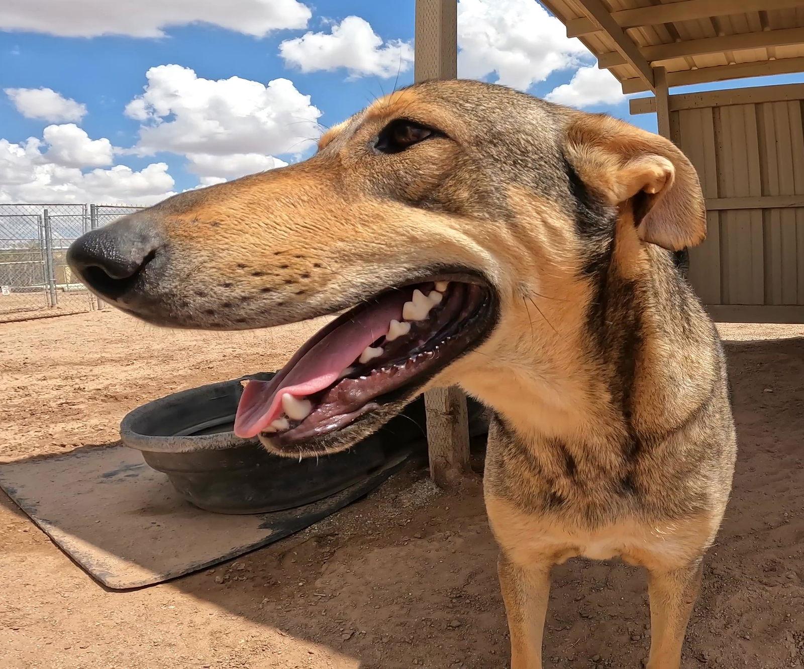 Enlarge Poppi, a Adoptable German Shepherd Dog in Queen Creek, AZ image 2/3