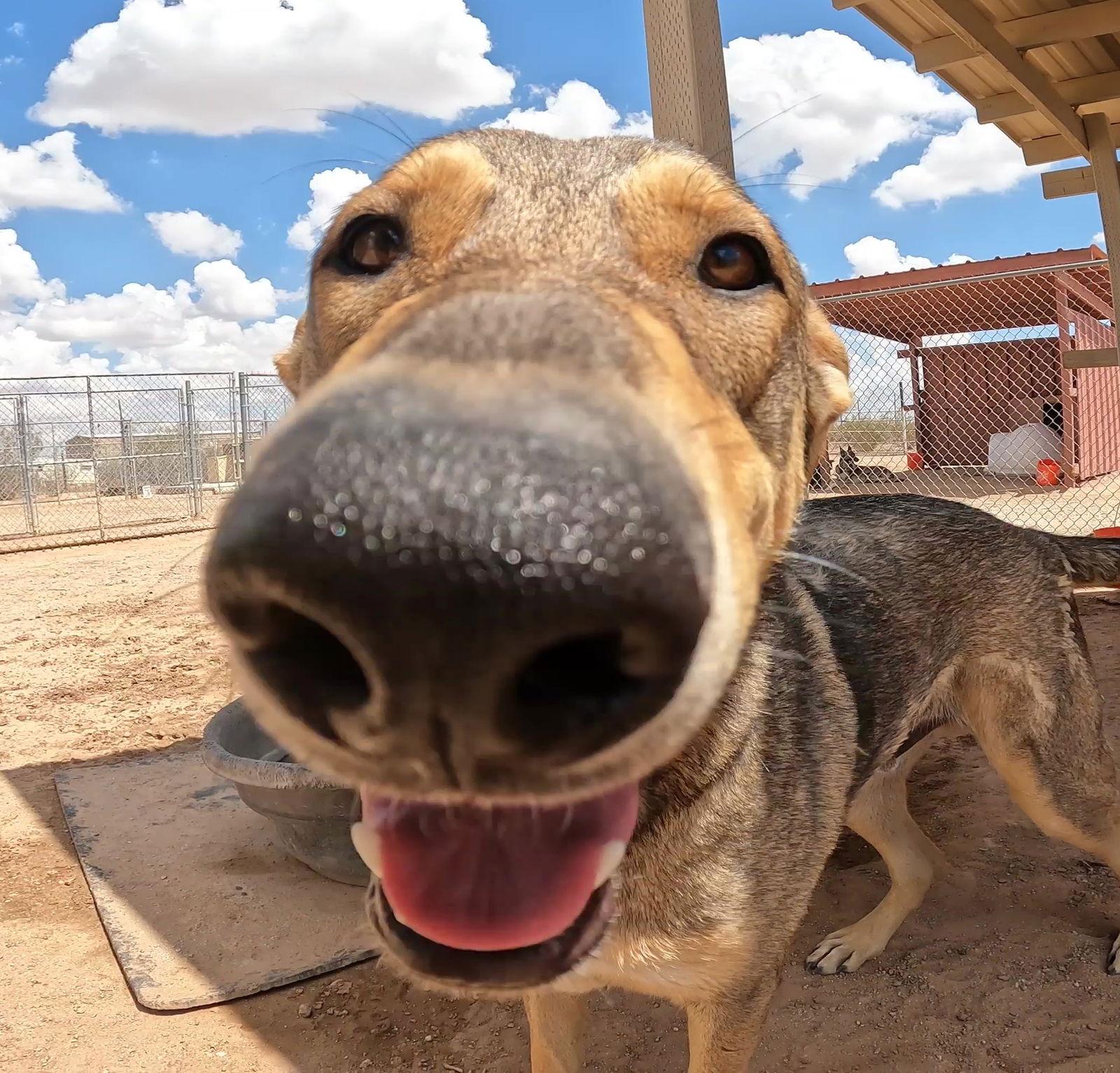 Enlarge Poppi, a Adoptable German Shepherd Dog in Queen Creek, AZ image 3/3