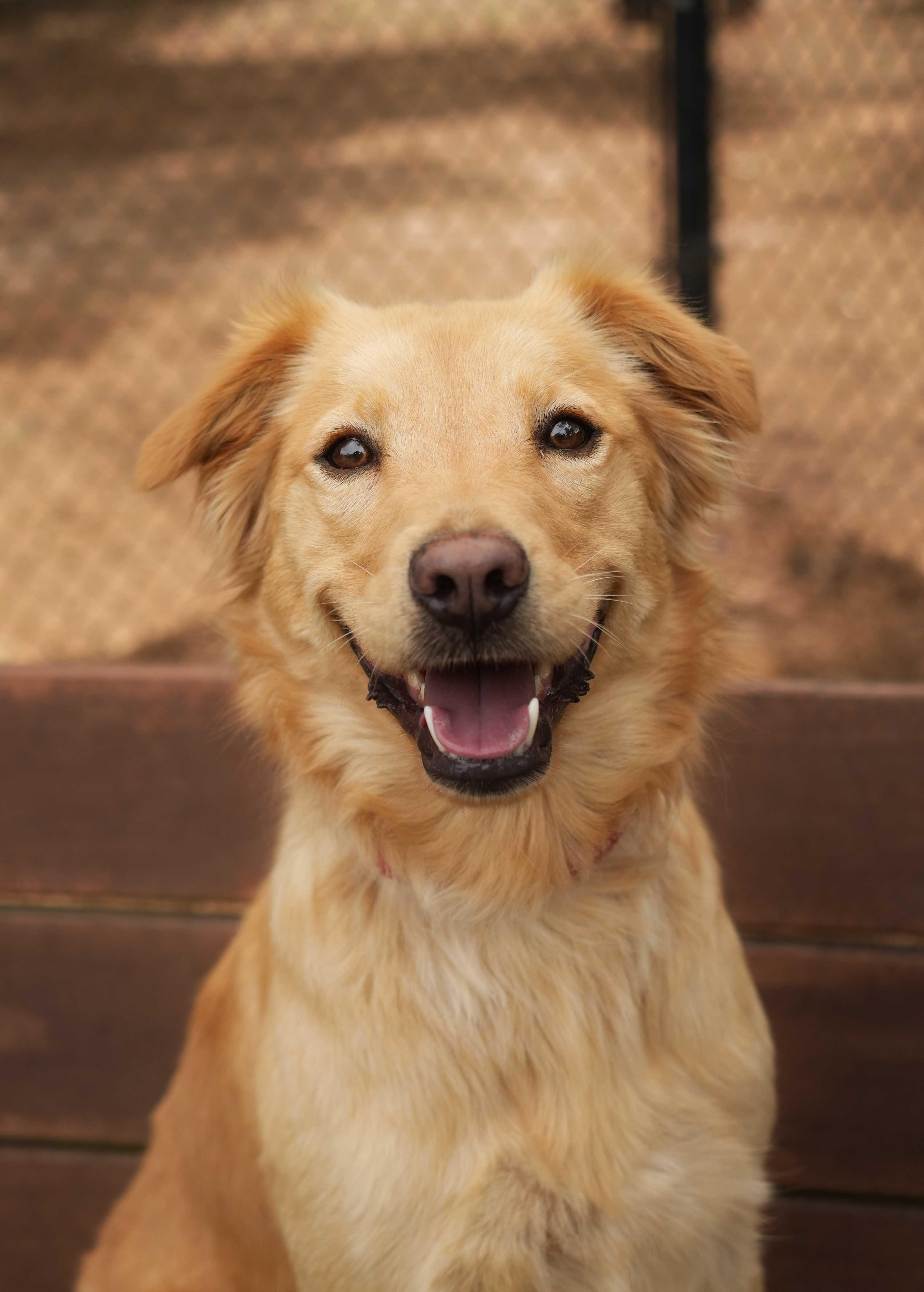 Oink , adopted, Adult Female Golden Retriever.