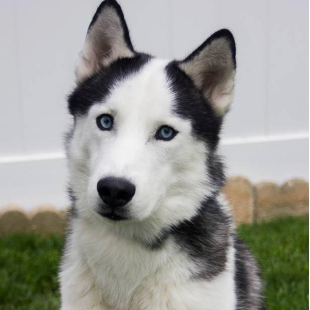 Avi, Adoptable, Senior Male Siberian Husky.