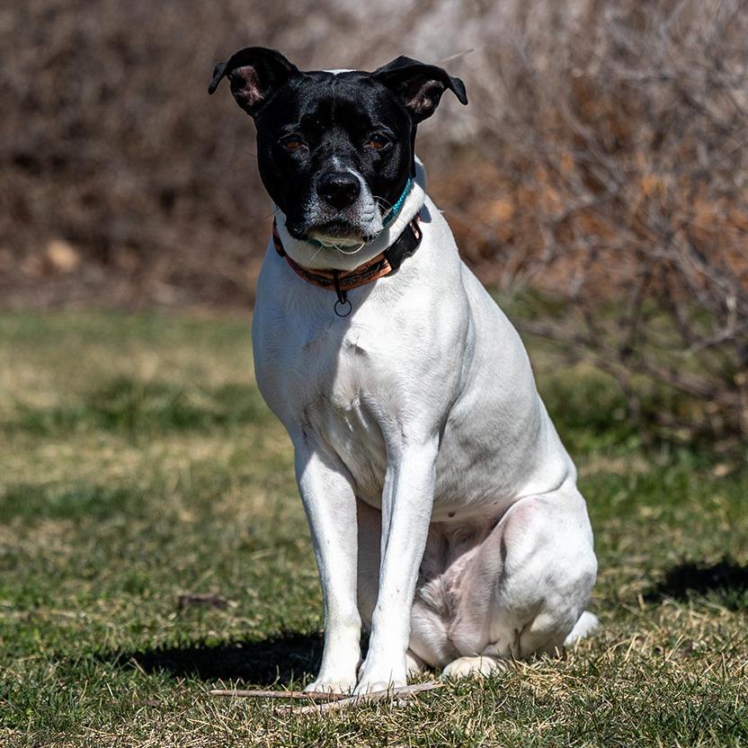 Enlarge Leona, a Adoptable mixed breed in Council Bluffs, IA image 1/6