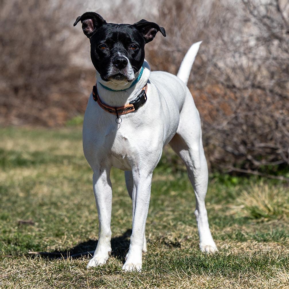 Enlarge Leona, a Adoptable mixed breed in Council Bluffs, IA image 2/6