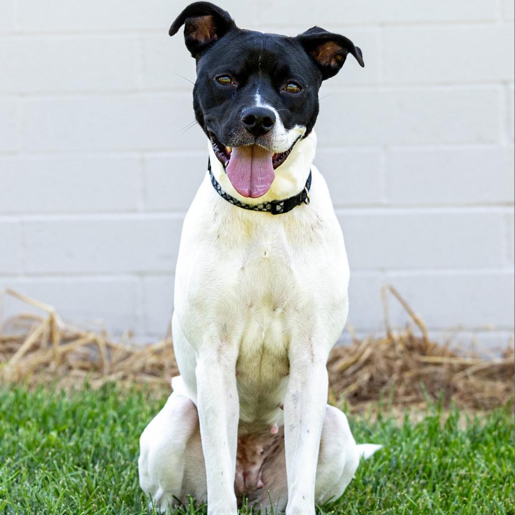 Enlarge Leona, a Adoptable mixed breed in Council Bluffs, IA image 3/6