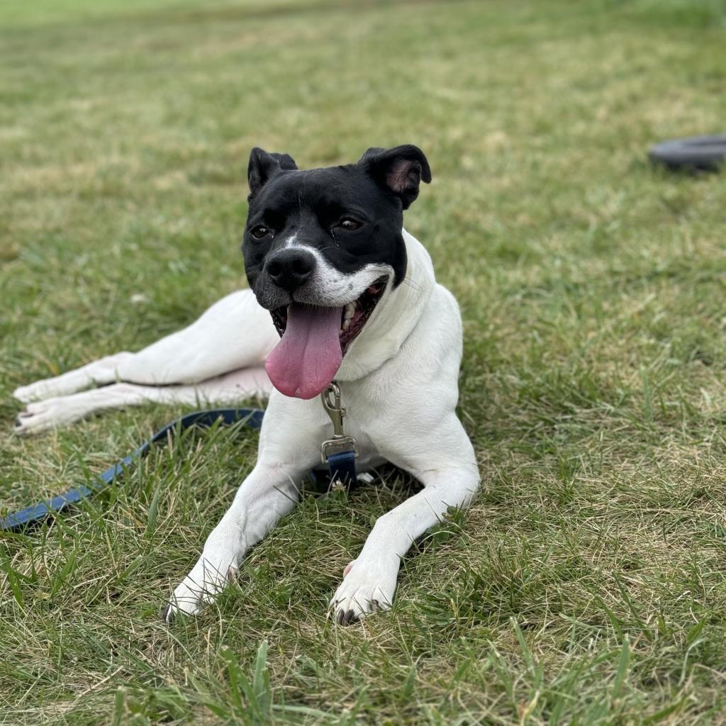 Enlarge Leona, a Adoptable mixed breed in Council Bluffs, IA image 4/6