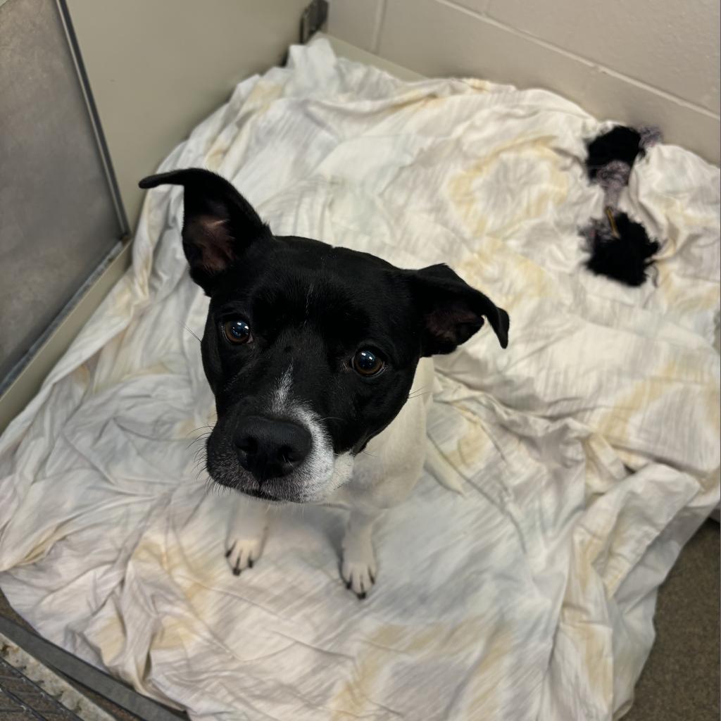 Enlarge Leona, a Adoptable mixed breed in Council Bluffs, IA image 5/6