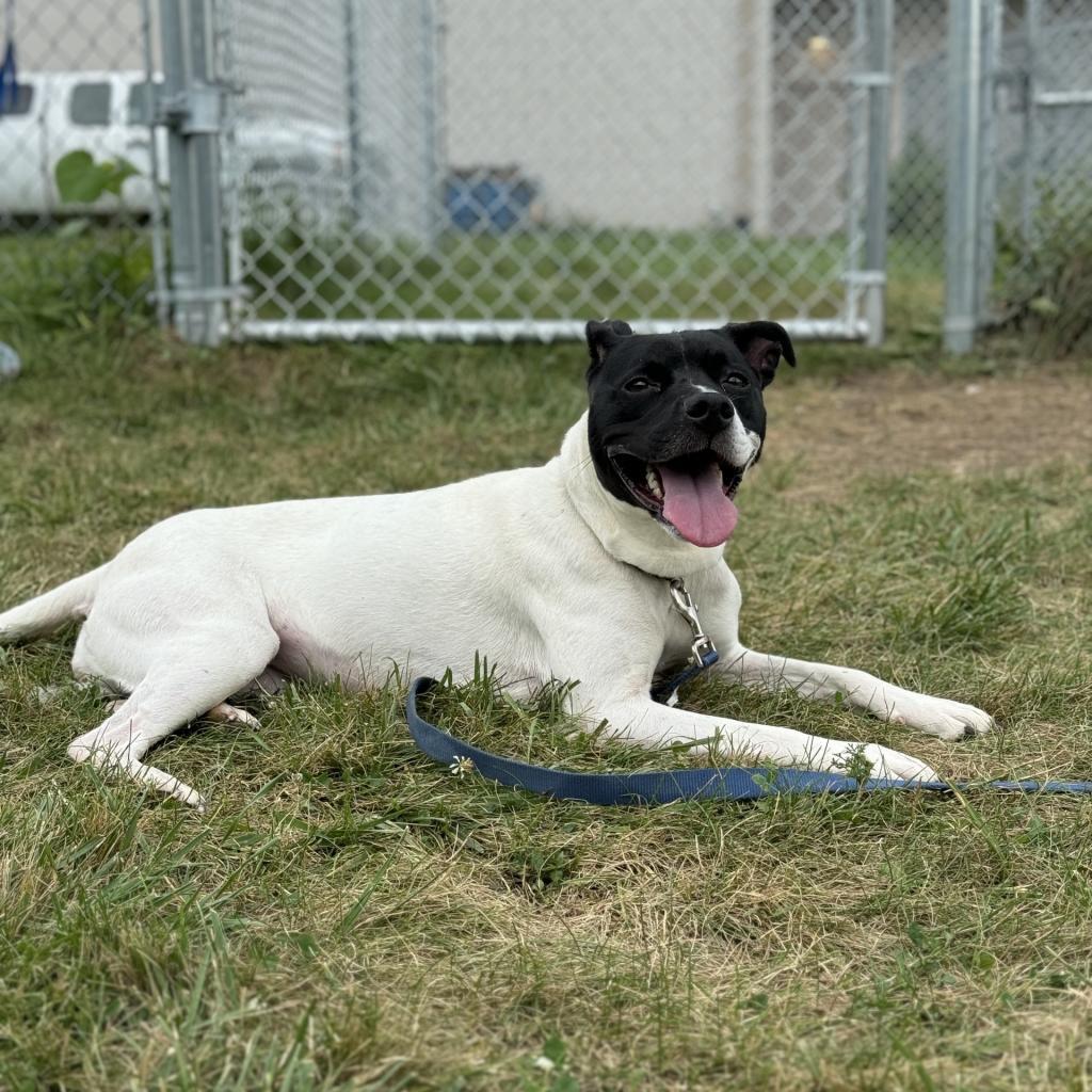 Enlarge Leona, a Adoptable mixed breed in Council Bluffs, IA image 6/6