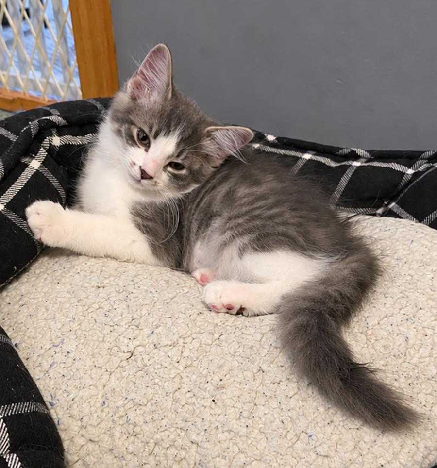 Kitten Aspen photo