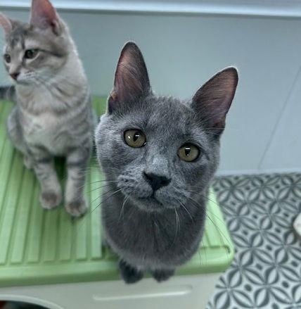 Enlarge Taco, a Adopted Domestic Short Hair in Dripping Springs, TX image 1/3