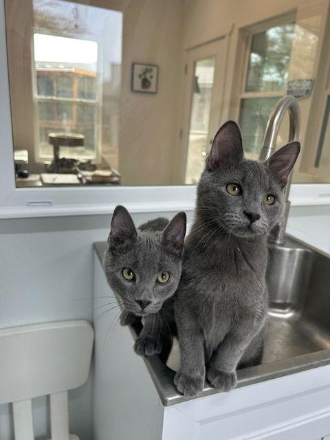 Enlarge Taco, a Adopted Domestic Short Hair in Dripping Springs, TX image 2/3