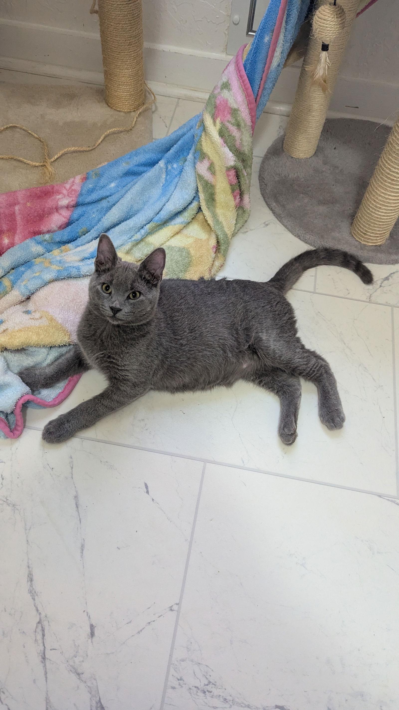 Enlarge Taco, a Adopted Domestic Short Hair in Dripping Springs, TX image 3/3