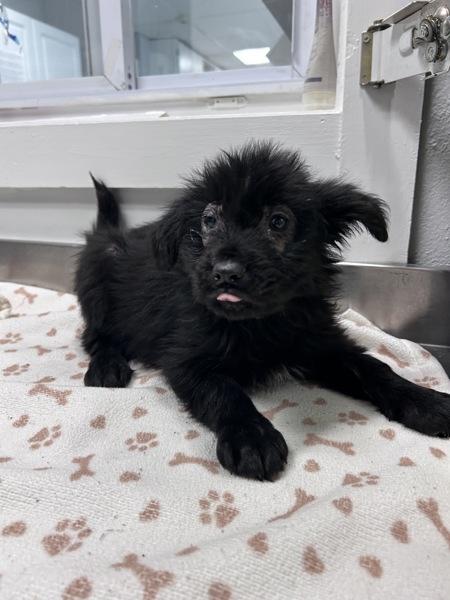 Yeti, Adoptable, Puppy Male Labrador Retriever & Chow Chow.