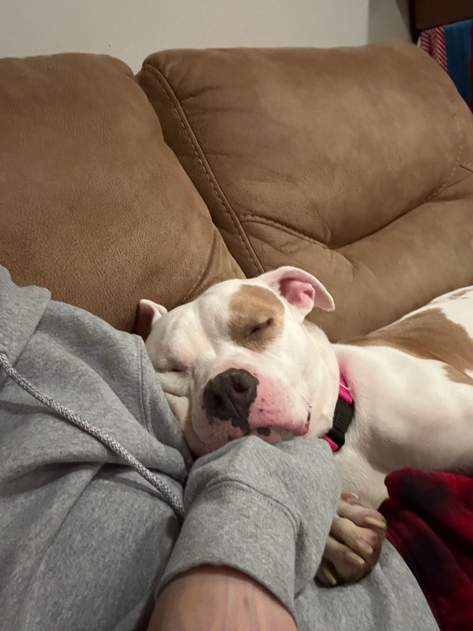 Enlarge Ivy, a Adoptable Pit Bull Terrier in Alexandria, VA image 1/6