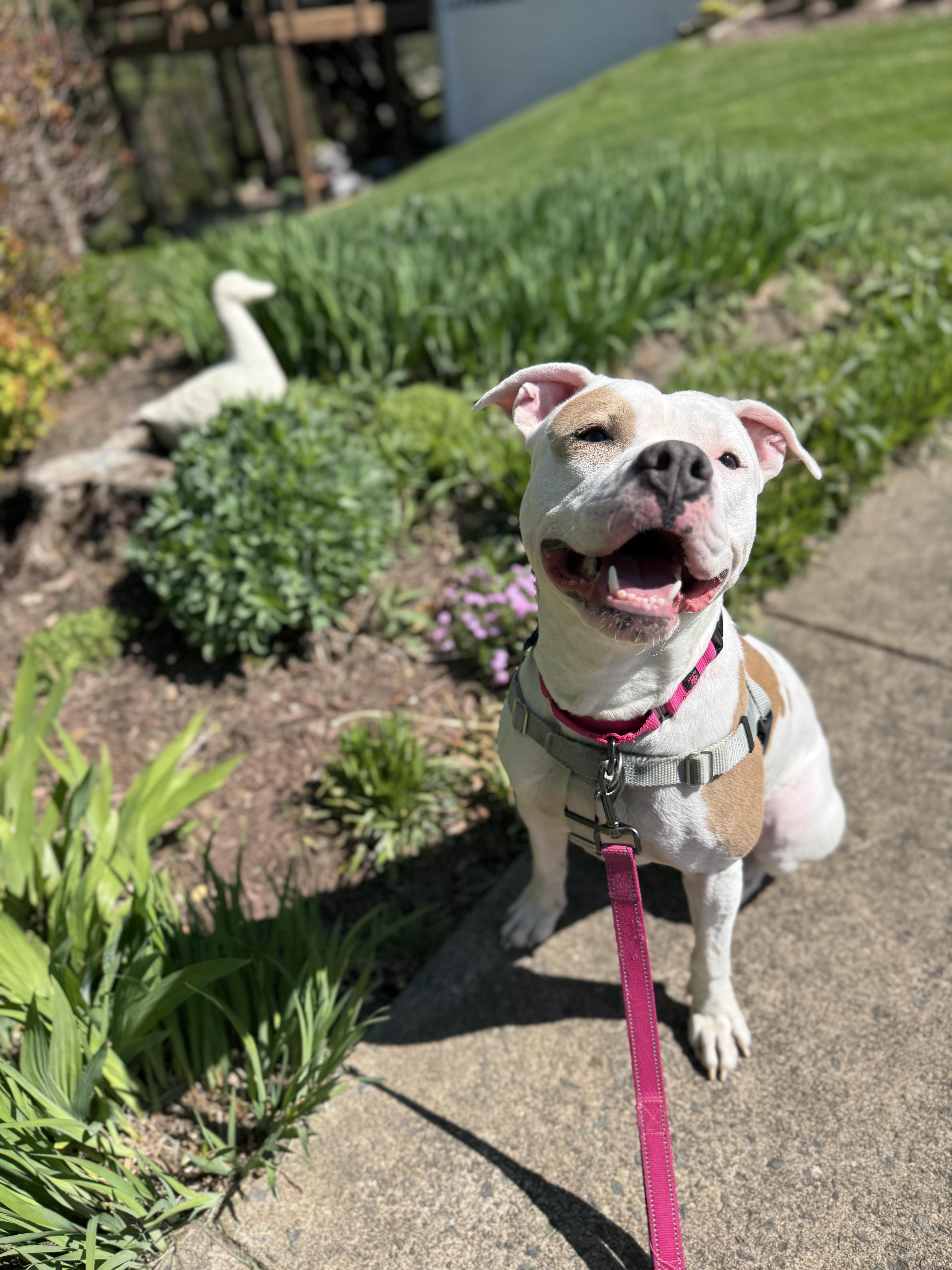 Enlarge Ivy, a Adoptable Pit Bull Terrier in Alexandria, VA image 2/6