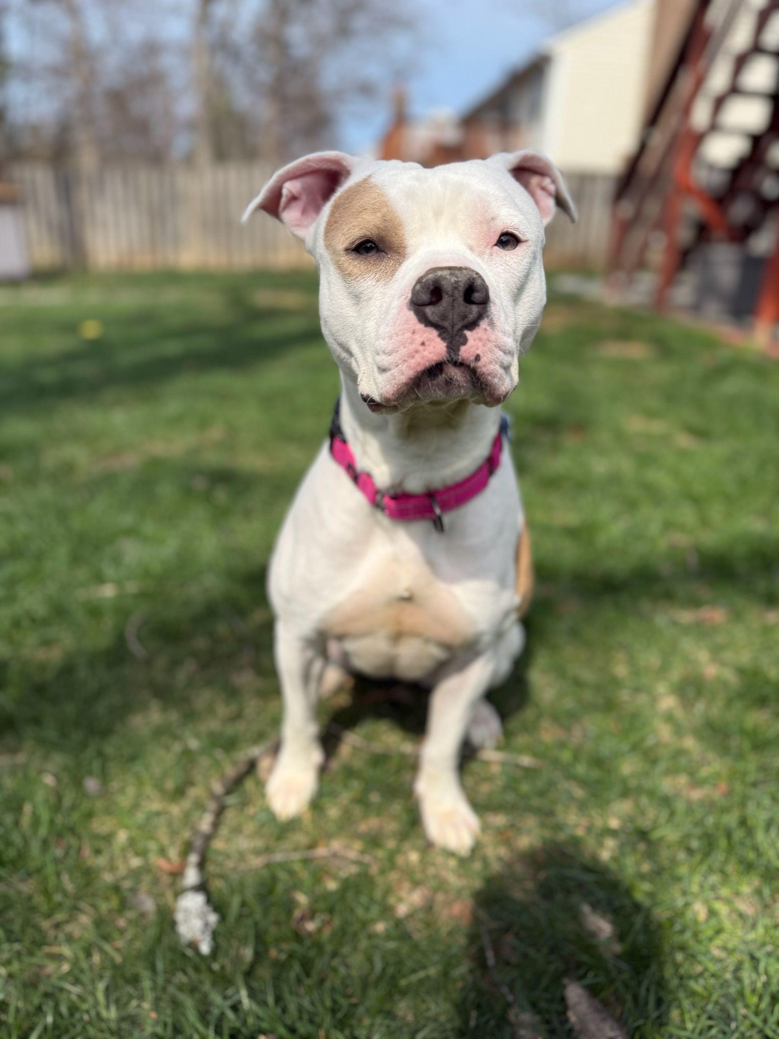 Enlarge Ivy, a Adoptable Pit Bull Terrier in Alexandria, VA image 2/6