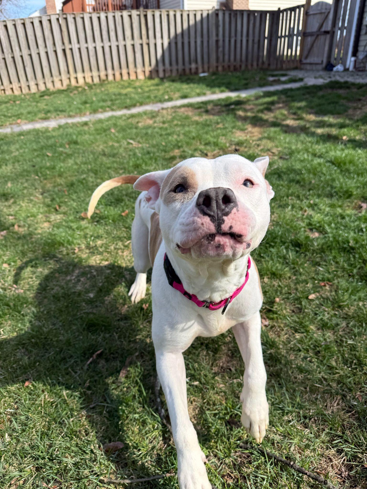 Enlarge Ivy, a Adoptable Pit Bull Terrier in Alexandria, VA image 3/6