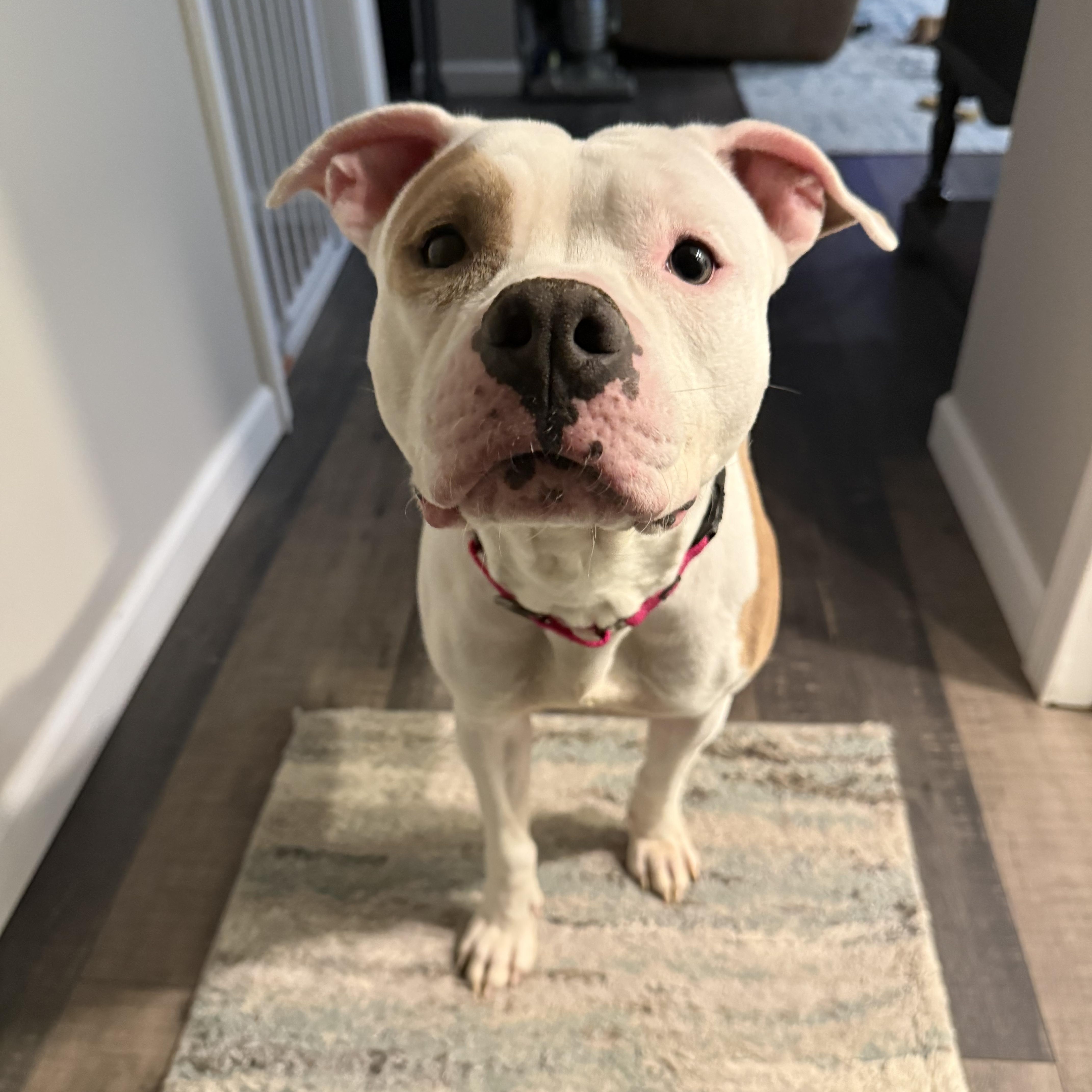 Enlarge Ivy, a Adoptable Pit Bull Terrier in Alexandria, VA image 5/6