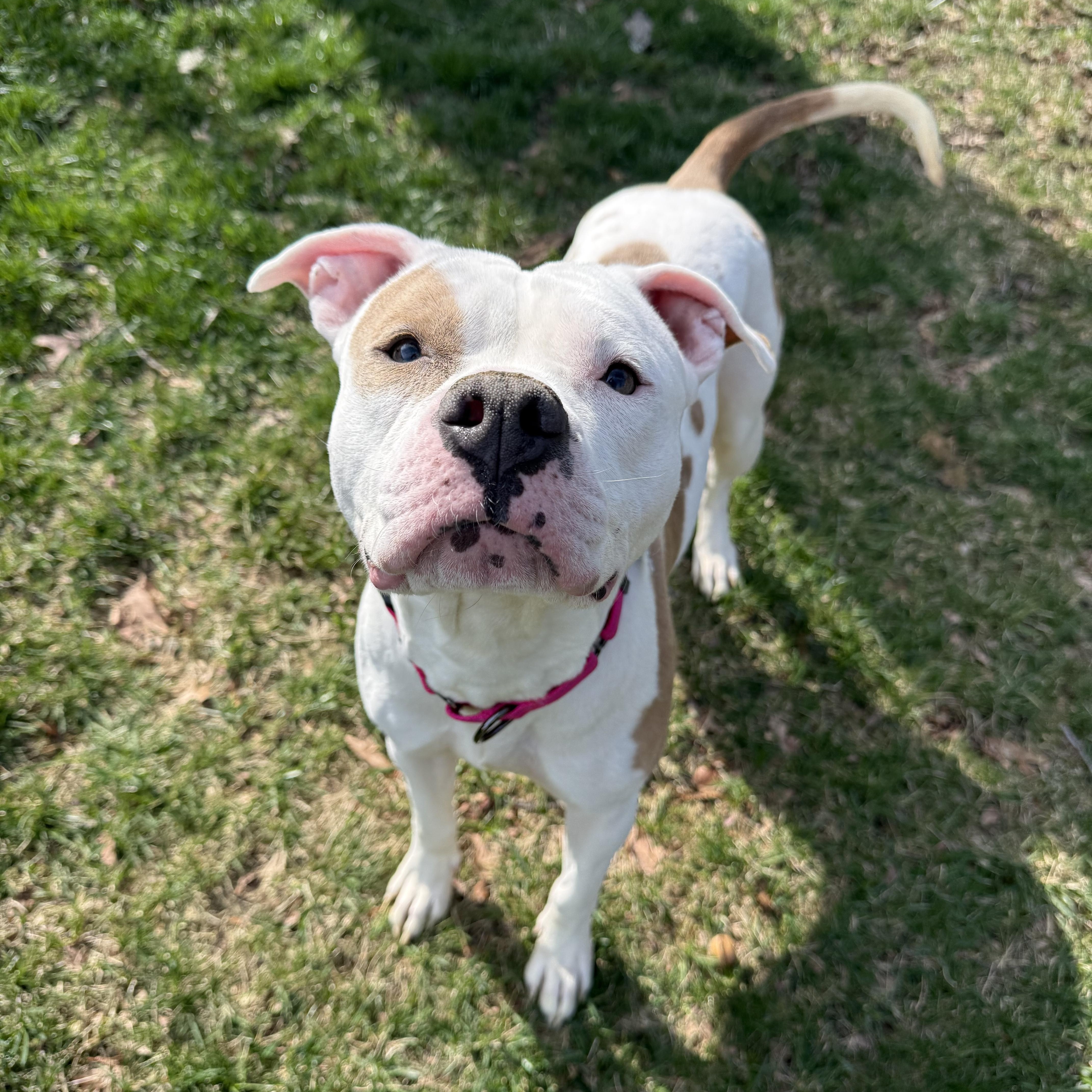 Enlarge Ivy, a Adoptable Pit Bull Terrier in Alexandria, VA image 4/6