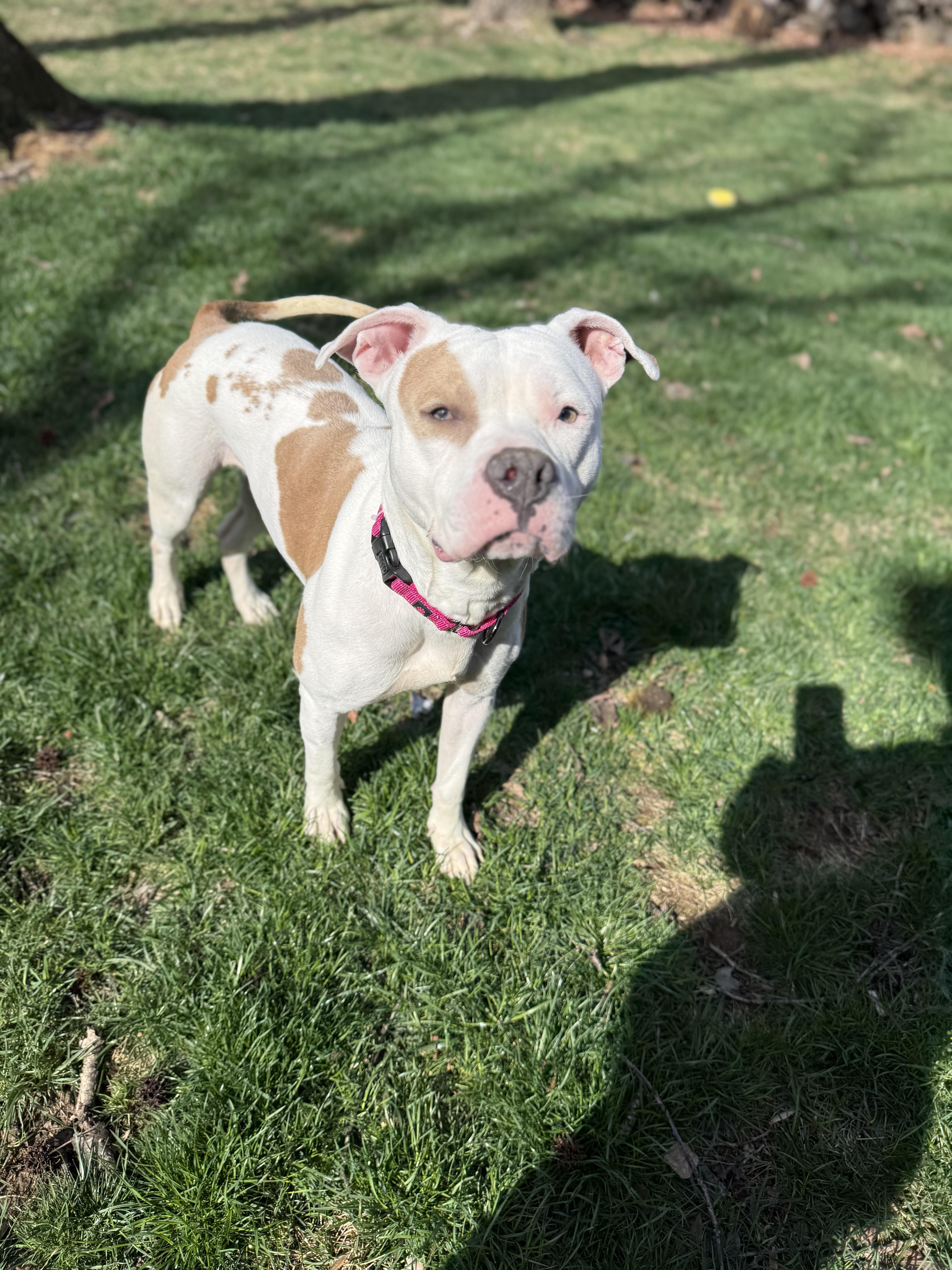 Enlarge Ivy, a Adoptable Pit Bull Terrier in Alexandria, VA image 6/6