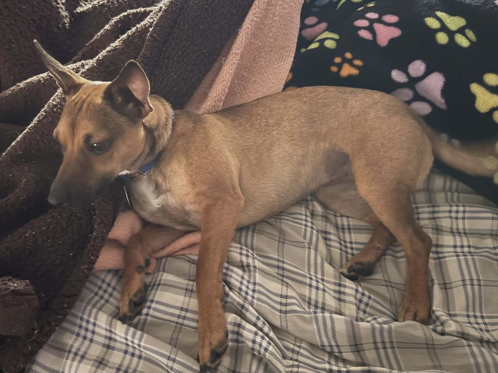 Enlarge Myla, an adopted Chiweenie in Dubuque, IA image 6/6