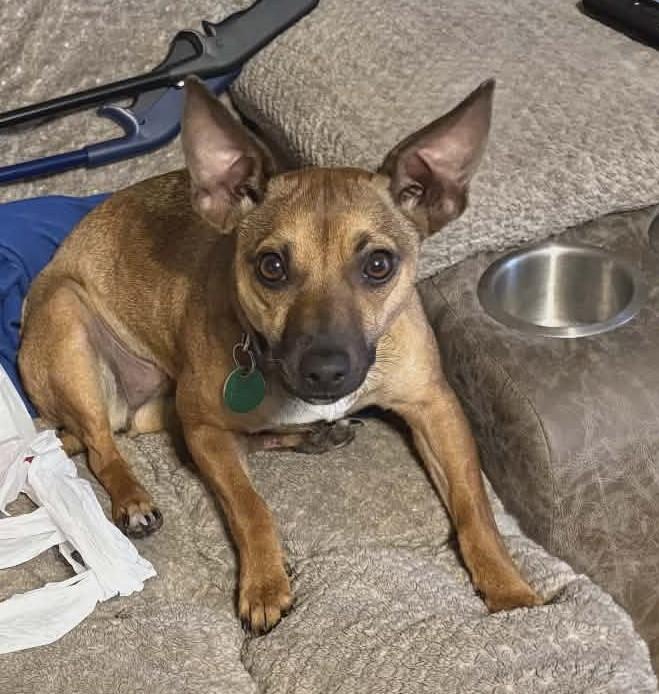 Enlarge Myla, an adopted Chiweenie in Dubuque, IA image 5/6