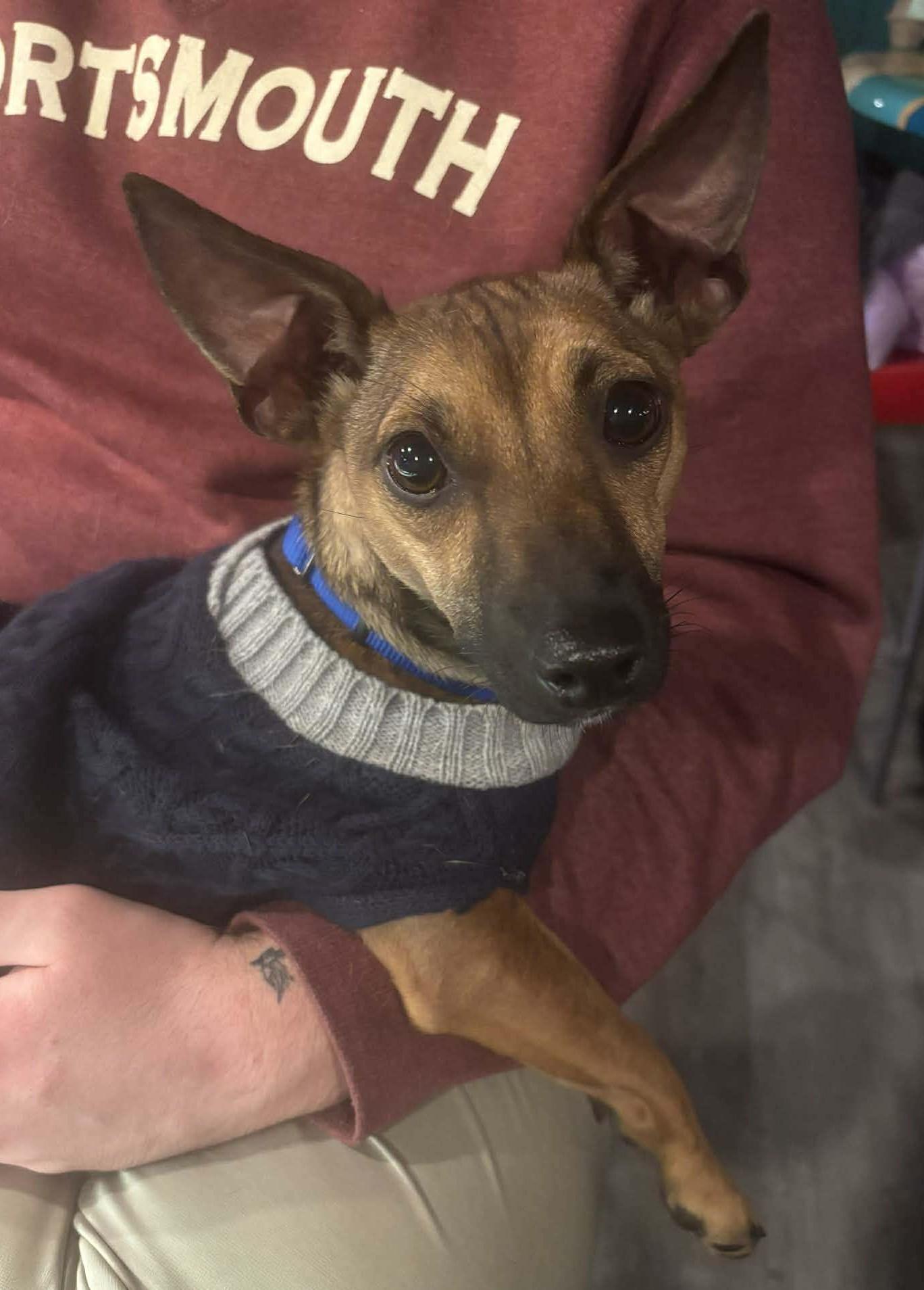 Myla, adopted, Young Female Chiweenie.