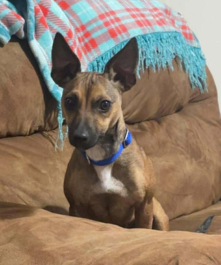 Enlarge Myla, an adopted Chiweenie in Dubuque, IA image 2/6