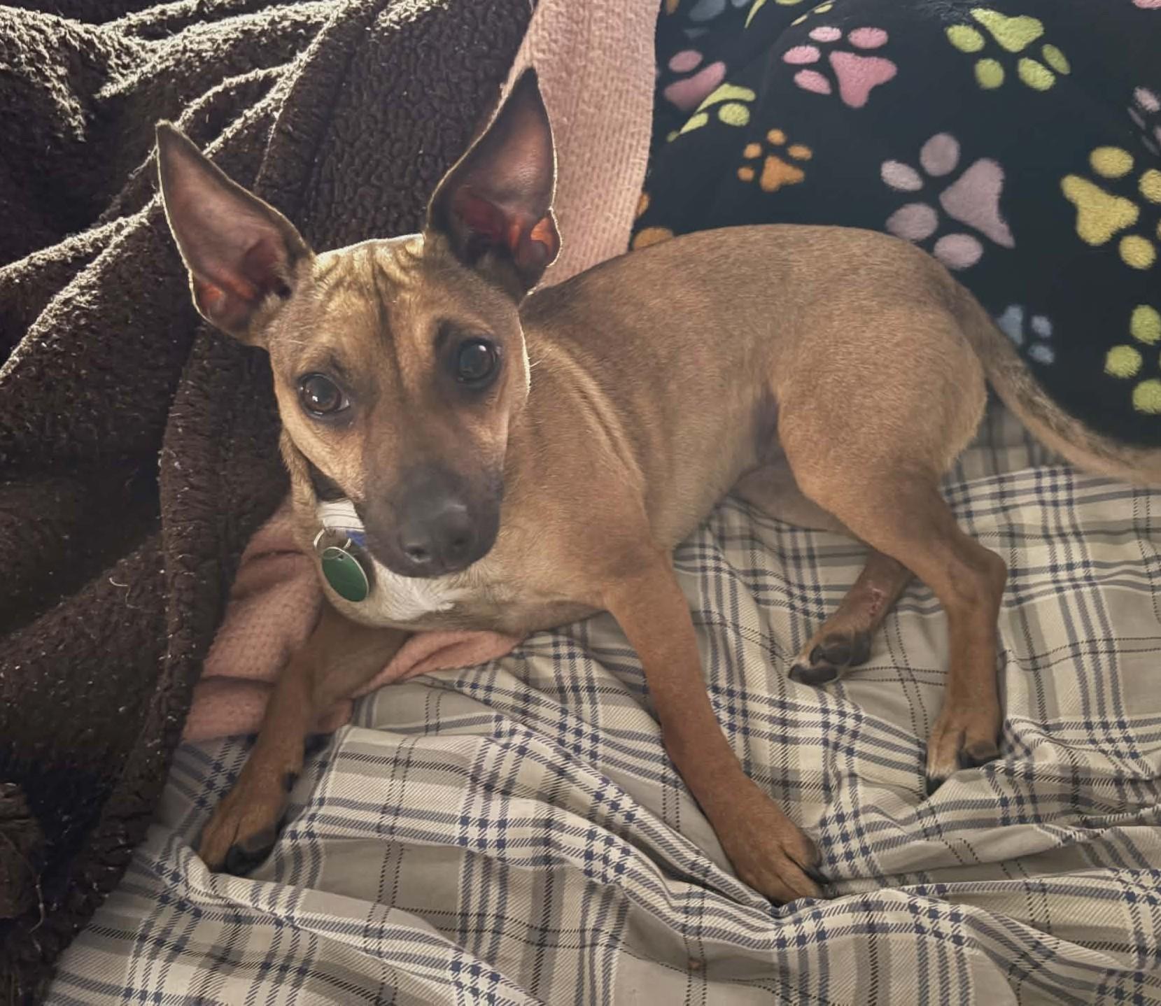 Enlarge Myla, an adopted Chiweenie in Dubuque, IA image 4/6