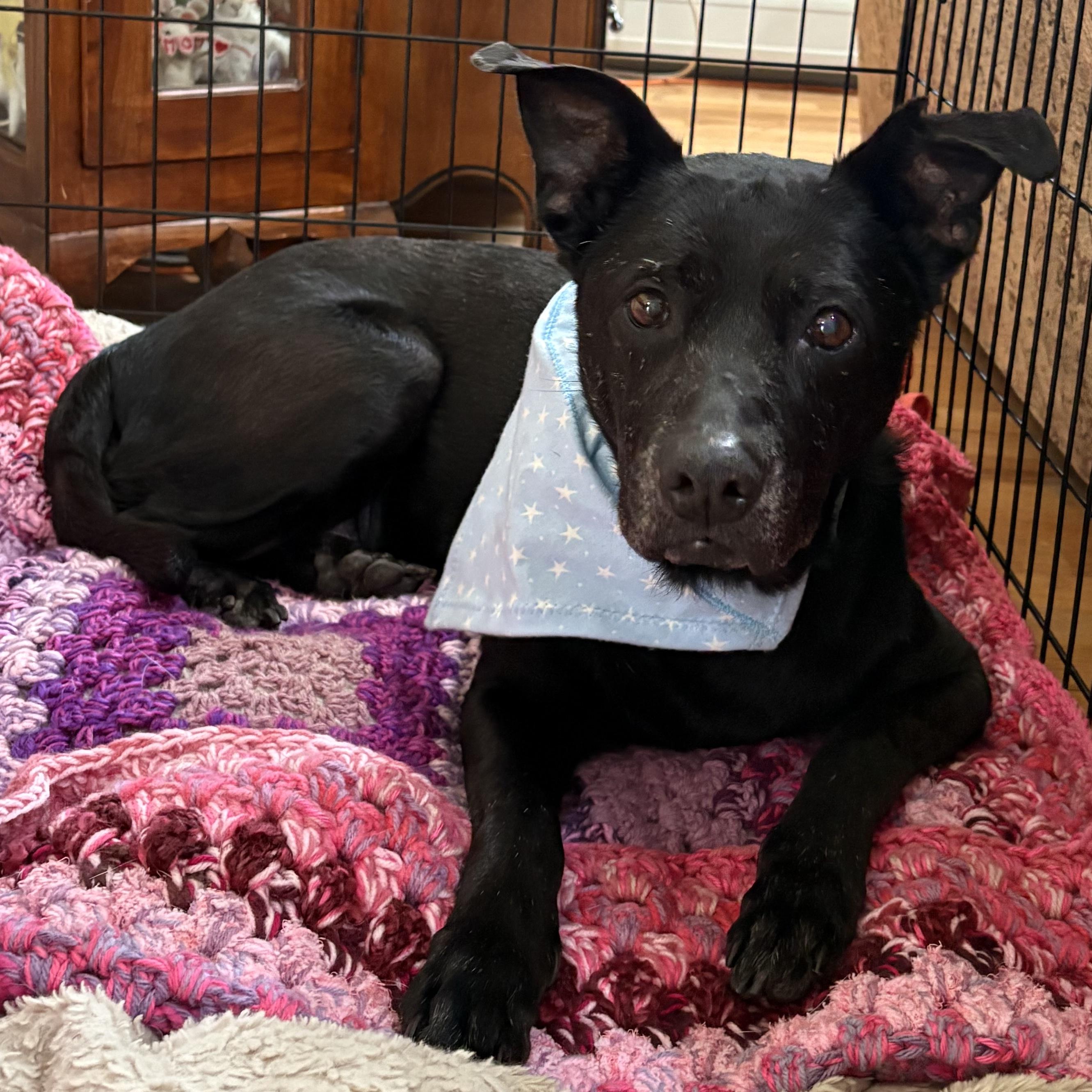 Sneezy, ADOPTABLE, Senior Female Labrador Retriever.
